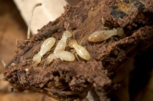 Termites in Toronto