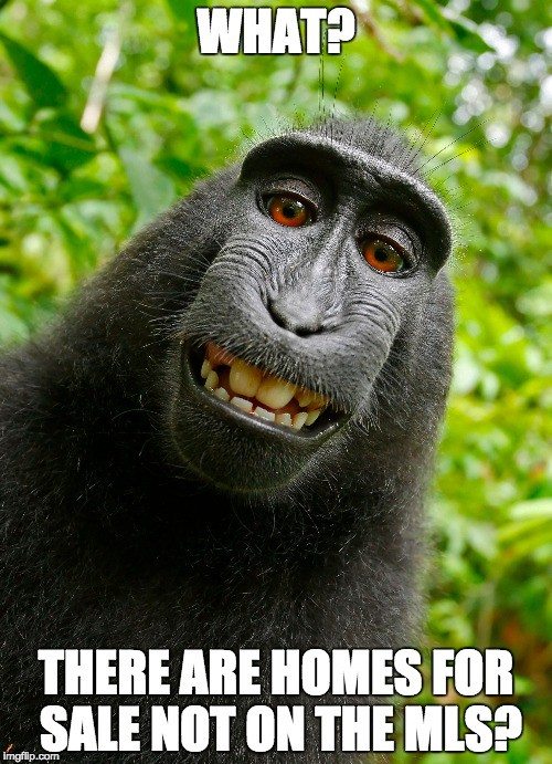 Best Monkey Memes!  Monkey memes, Feeling ugly, Memes