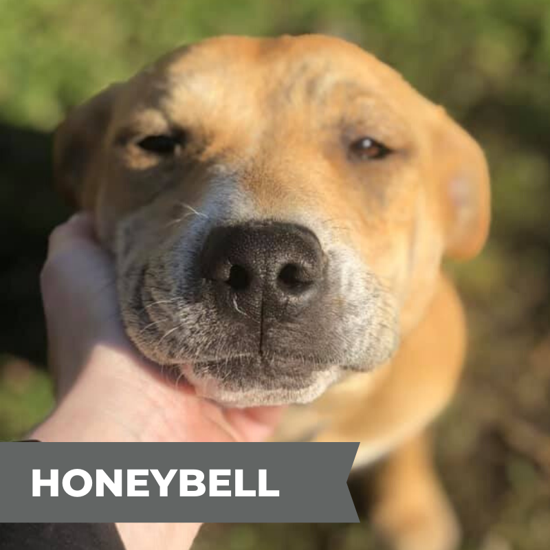 HONEYBELL