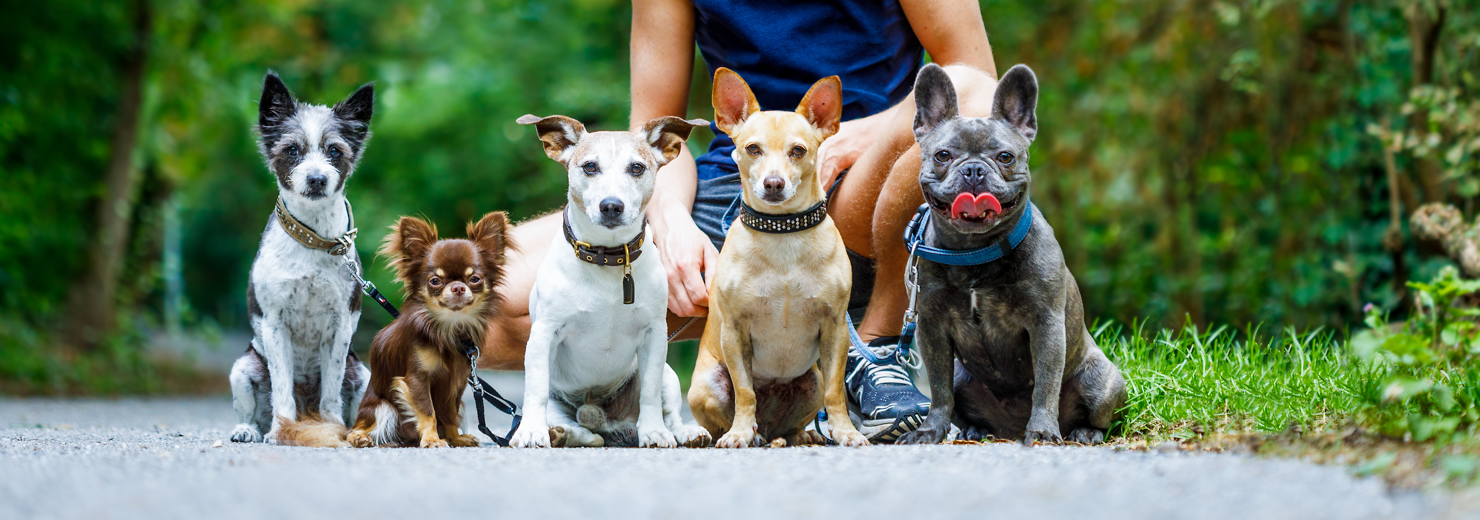 No Dog Without a Home, No Home Without a Dog March Edition the BREL team