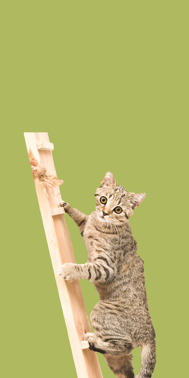 How To Climb the Property Ladder in Toronto A StepbyStep Guide