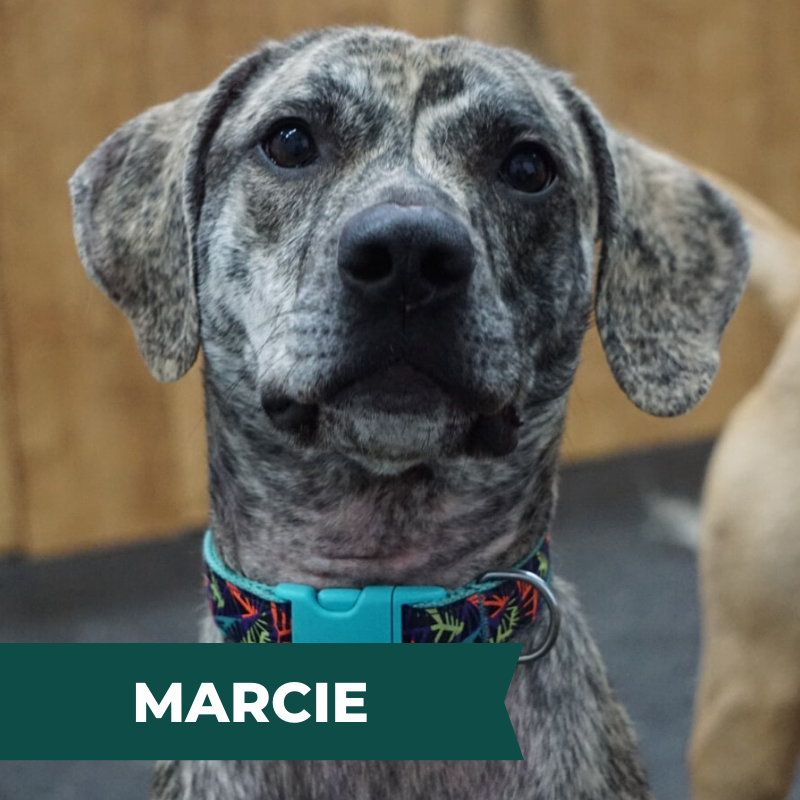 MARCIE