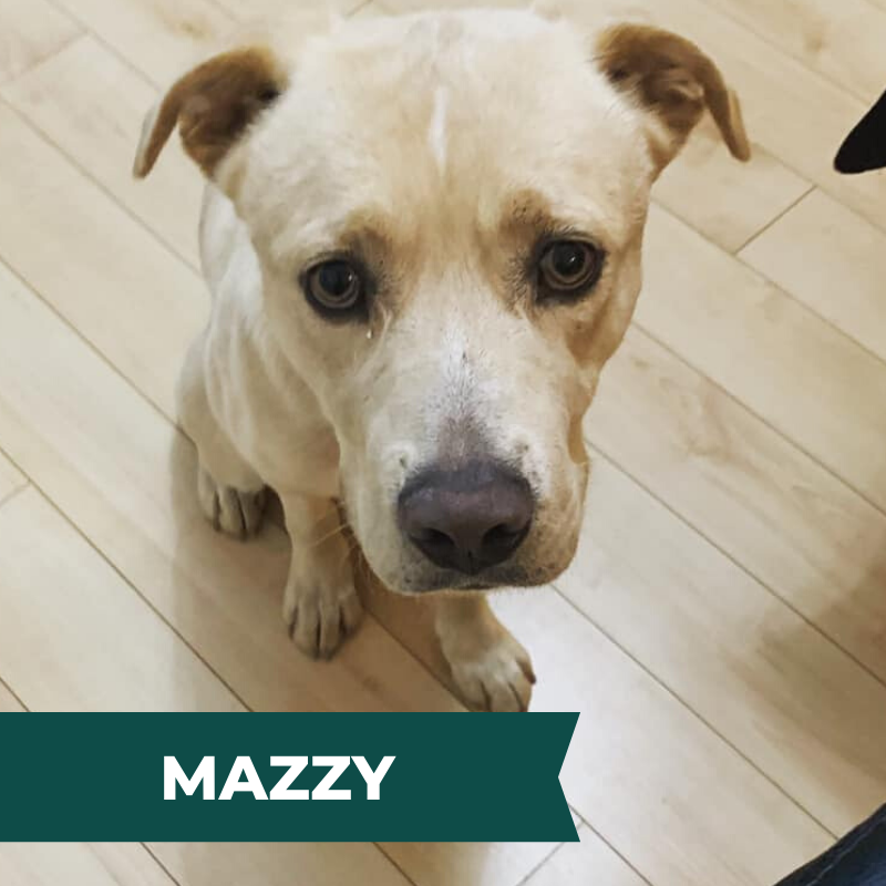 MAZZY