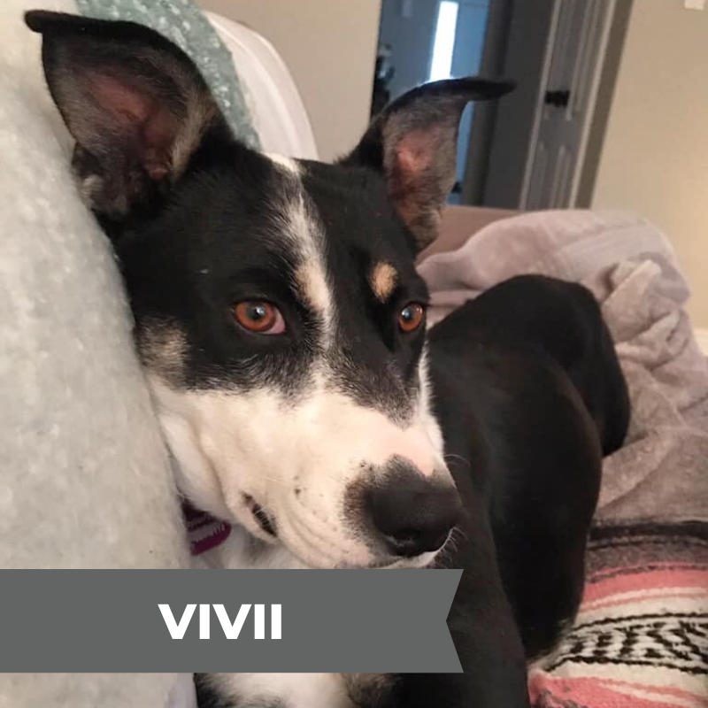 VIVII